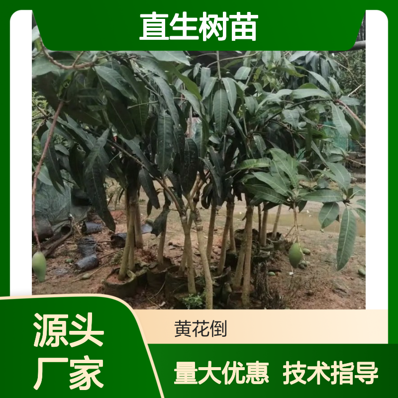 农户直供金煌芒果直生树苗 全程技术指导 十几年苗木培育经验