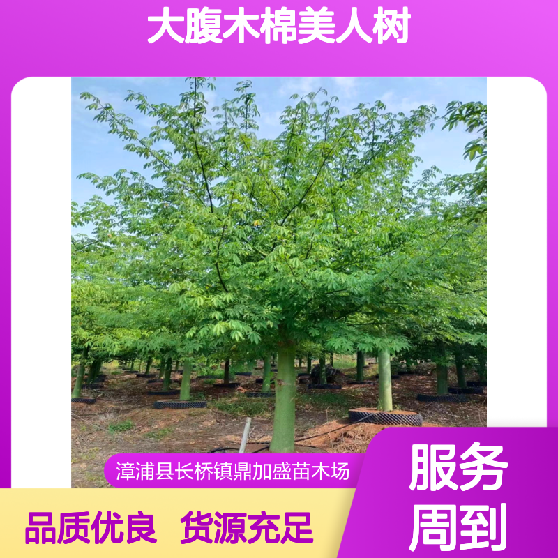 大腹木棉美人树 酒瓶木 棉60冠幅 龙枝型常色叶 漳 州产鼎加盛货源足