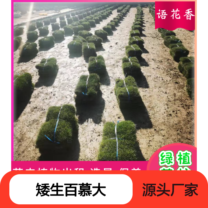 矮生百慕大混播草坪 耐寒性强 护土效果佳 适合公园小区