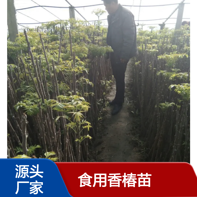 食用香椿苗 基地直供 批发优选 品种丰富 园林绿化