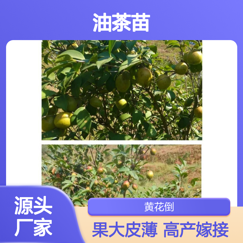 湘林油茶苗 嫁接苗果大皮薄 收益颇高 品种优良