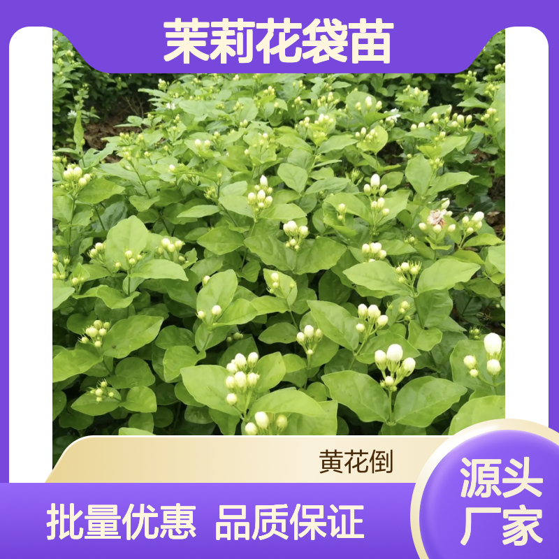茉莉花袋苗 批发百亩种植区精选 叶质浓绿 生长旺盛