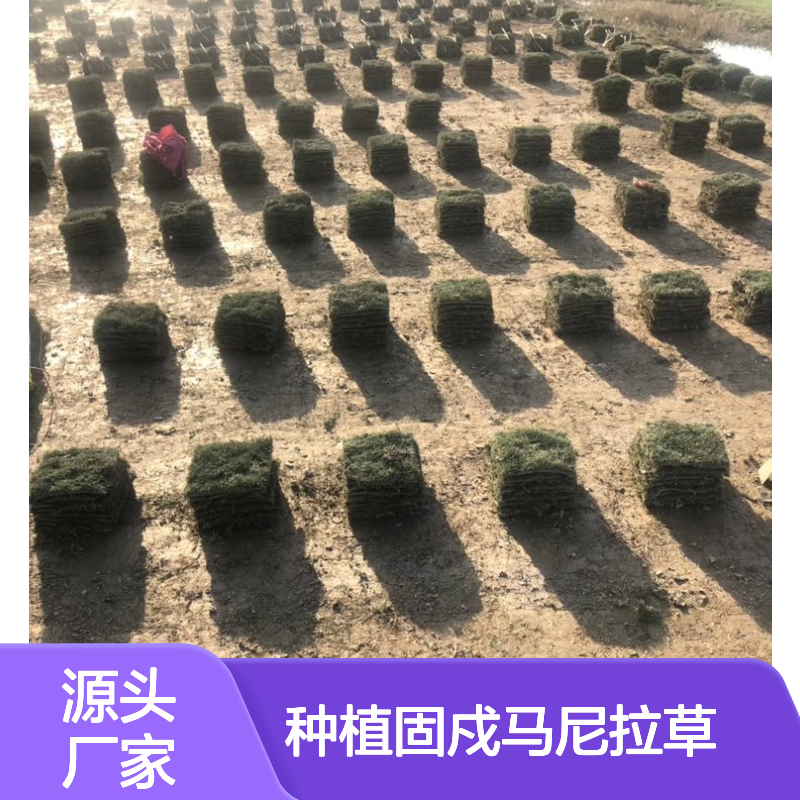 草坪种植固戍马尼拉草 养护管理全攻略 生长迅速