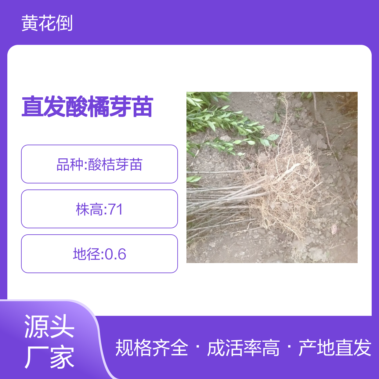 产地直发酸橘芽苗 多年生根系发达 成活高规格齐全