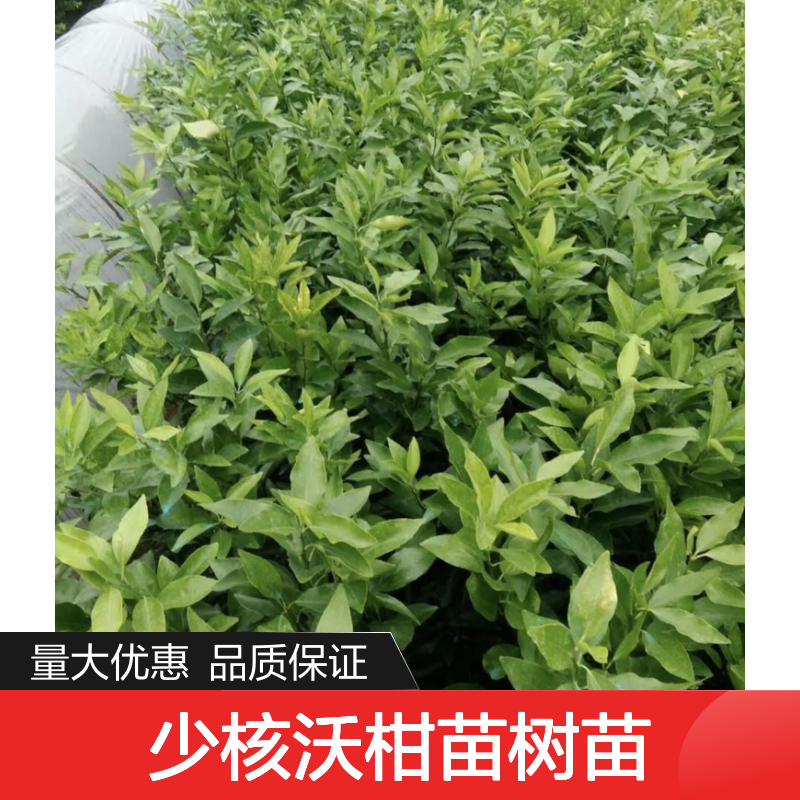 少核沃柑苗树苗 挂果强采收长 口感甜柔 营养丰富