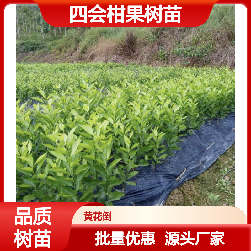 地道四会柑树苗 栽培管理规范 产量高 正宗品种