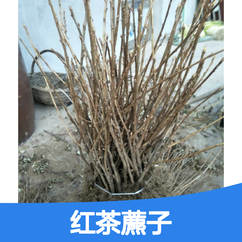 红茶藨子种苗 园林种植优选 生长旺盛 适应性强