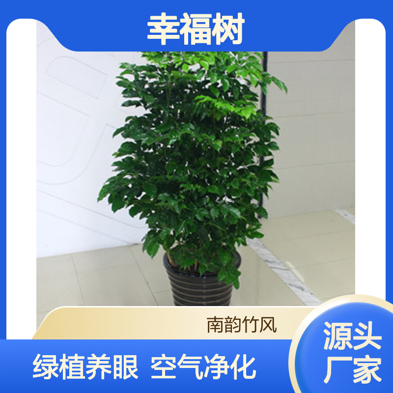 幸福树 南 山绿植盆栽花店 植物租摆养护 南韵竹风