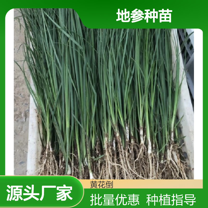 百亩地参基地 优质种苗 批量供应 管理规范 阳光充足