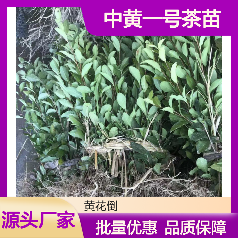中黄一号茶苗 优质茶叶种植园直供 常绿灌木 易于养护
