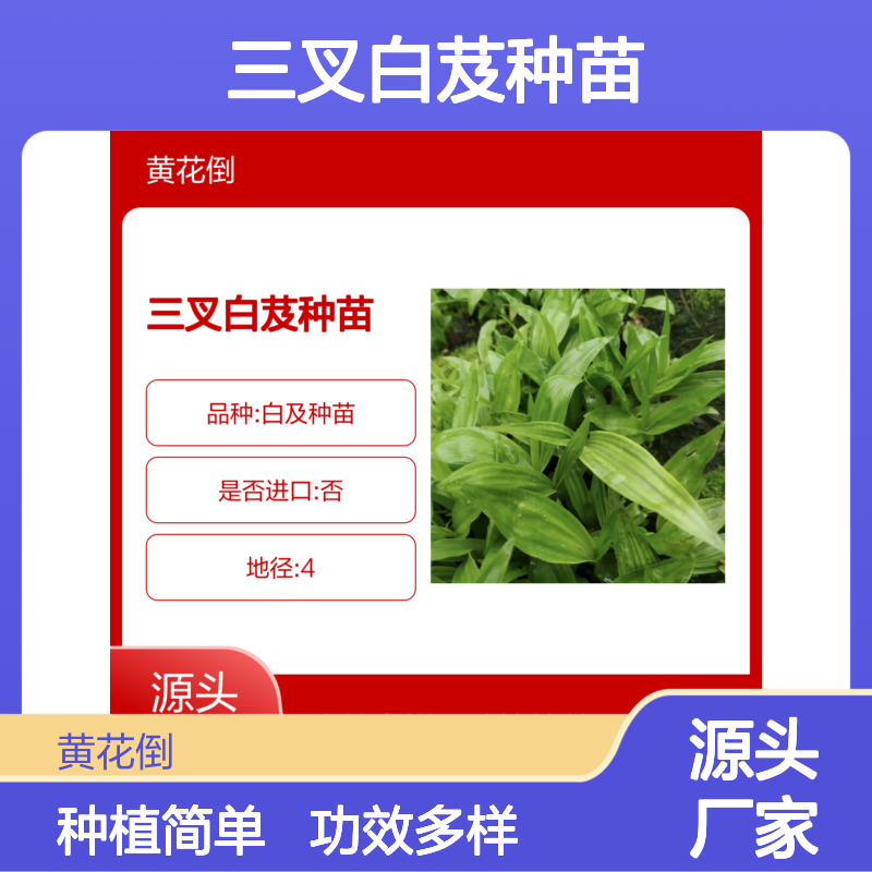 三叉白芨种苗 基地直供 批量种植优选 功效多样