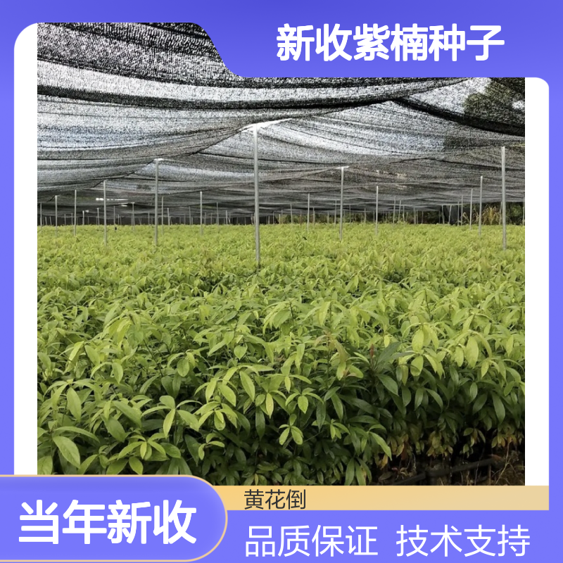 当年新收紫楠种子 产地一手货源免费技术指导