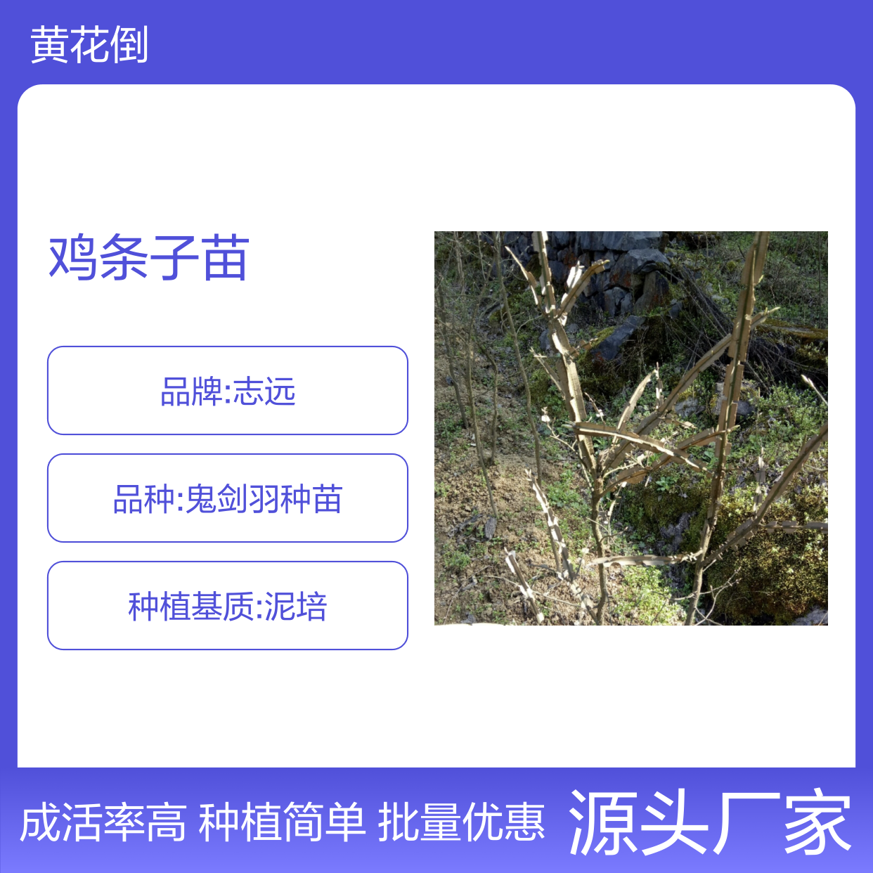 山鸡条子苗 百亩基地直供 品质优良 高产易养 种植简单