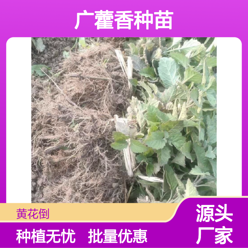 广藿香种苗 基地直供 多年生草本 成活率高 品质优良