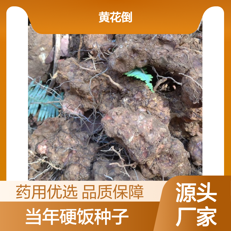 新采收当年硬饭种子 繁殖简易 产地直发 技术指导