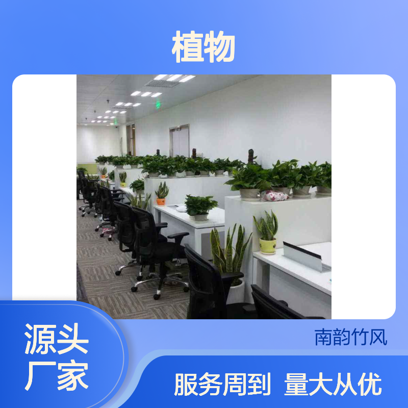 南韵竹风 植物租摆服务 货源充足 品种多样 成活率高