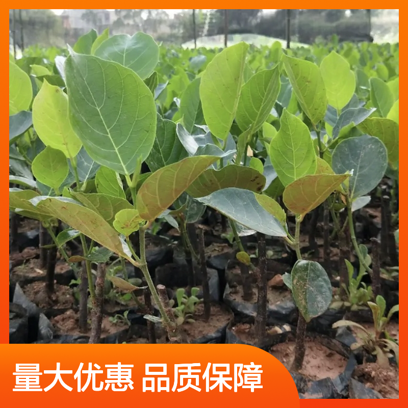 四季菠萝蜜树苗 芽接成活率高 主产区直供 繁殖方式多