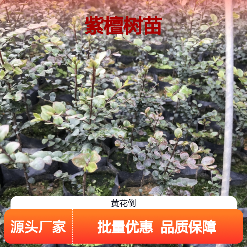 精选紫檀树苗 乔木品种 种植区直供 速生快长 适应性强