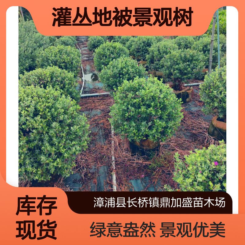 鼎加盛红花玉芙蓉球容器苗 80cm高常绿圆球形 庭院灌丛地被景观树