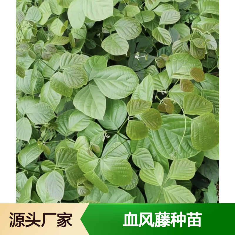 血风藤种苗 基地直供 移栽成活率高 深山品质 管理简单
