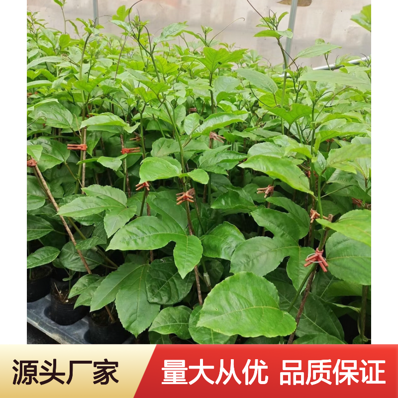 百香果树苗 种植基地直供 批发优选 营养丰富 风味浓郁