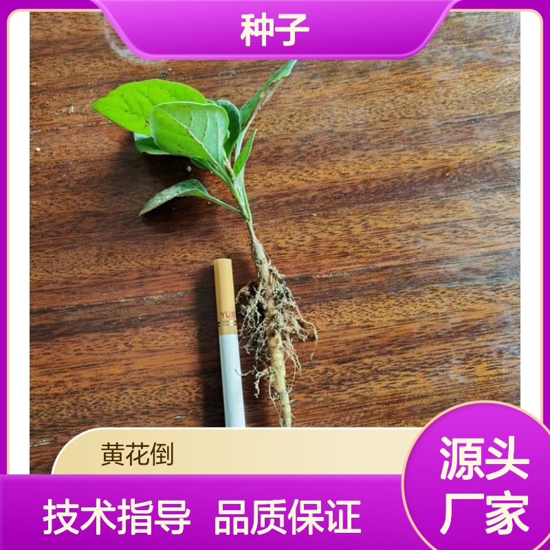 当年新采川筋龙种子 产地直供 种植指导 田间管理
