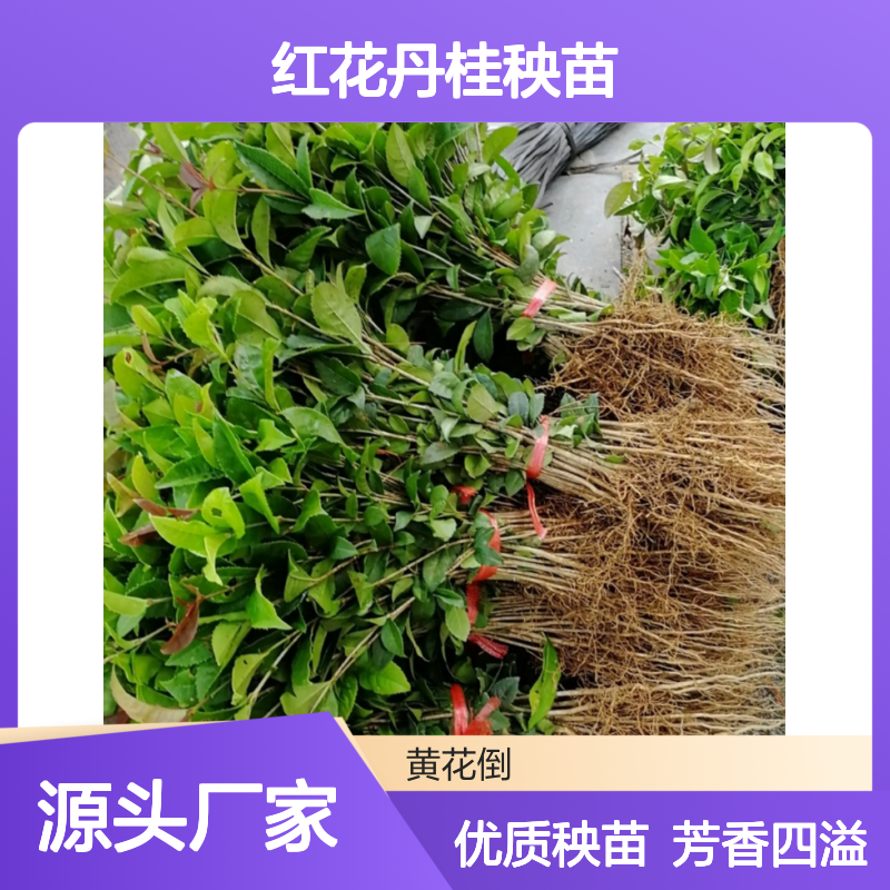 红花丹桂种植基地 批发红花丹桂秧苗 红花丹桂秧苗批发