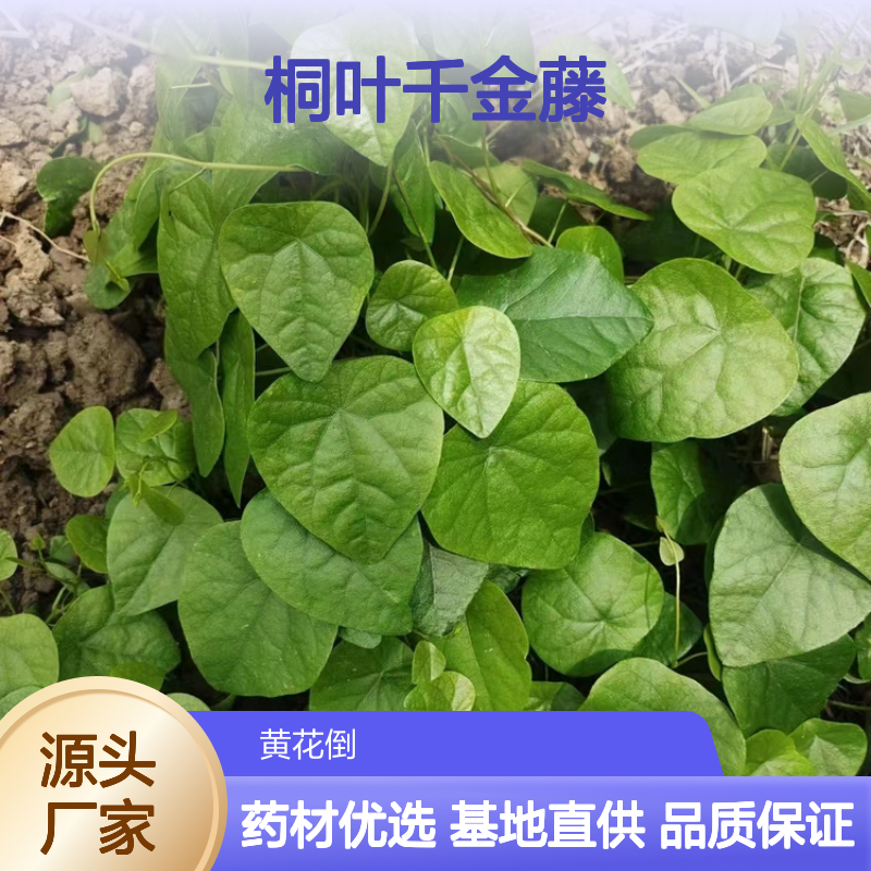 桐叶千金藤种苗 基地直供 药材盆景两用 块根独特