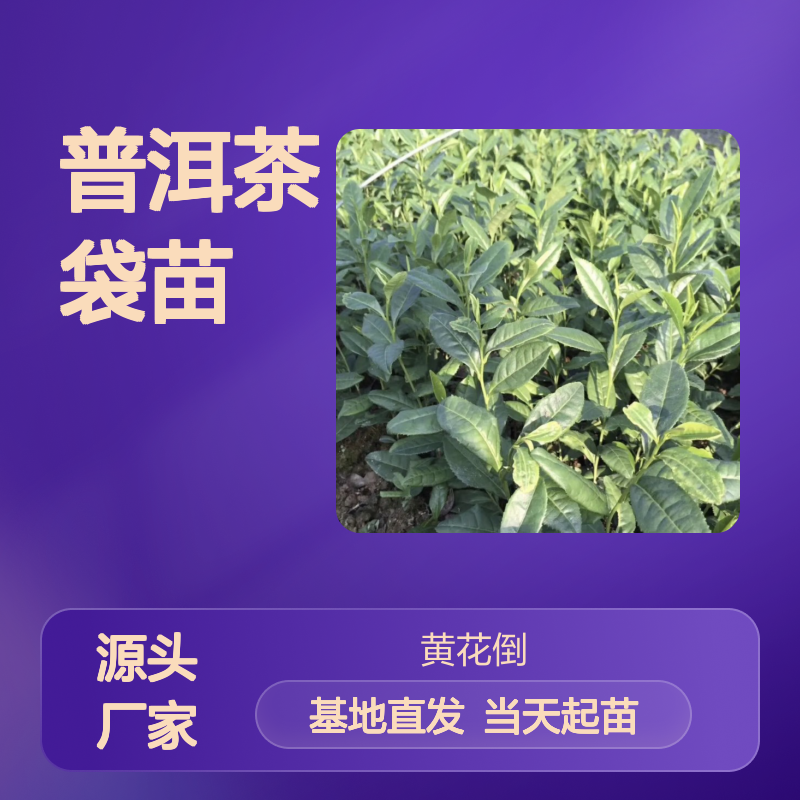 当天起苗当天发普洱茶袋苗 基地直发包教种植管理技术品质纯正可票