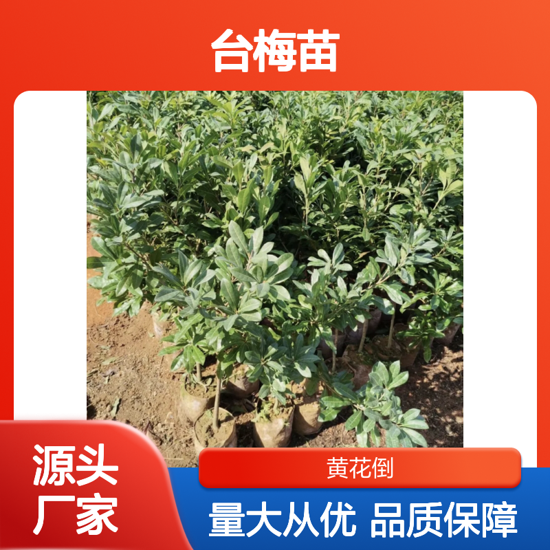 台梅苗批发 基地直供果树苗木 品质优良 种植专家