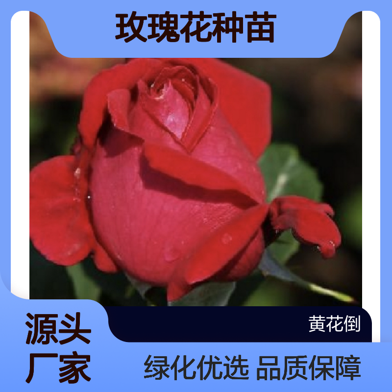 玫瑰百亩种植园 优质玫瑰花种苗 基地直供 枝繁叶茂