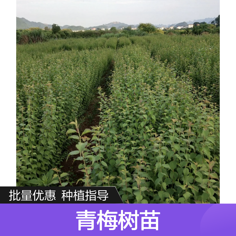 青梅百亩种植园 优质青梅树苗 批发供应 耐寒耐旱