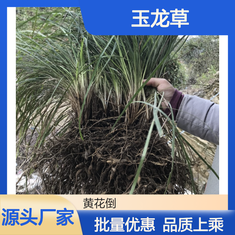 玉龙草百亩基地 直供批发 品质保证 生长健壮 产量高额