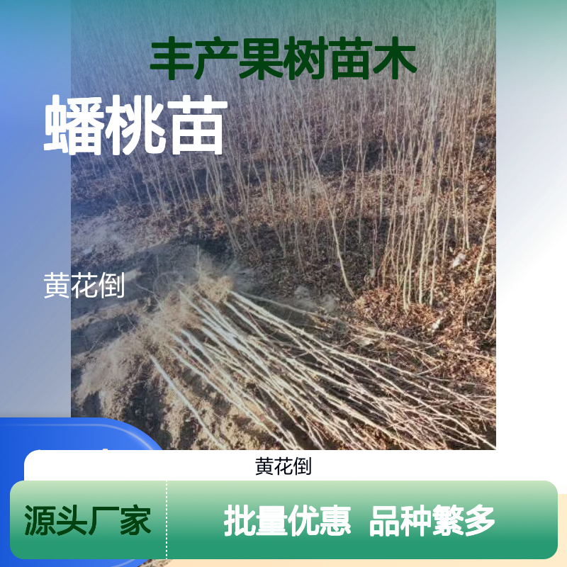 蟠桃苗批发 粘核毛桃品种 丰产果树苗木 易于管理