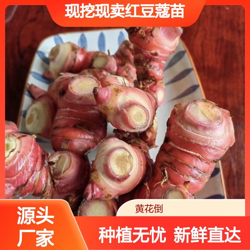 现挖现卖红豆蔻苗 园林植物常绿灌木 品质优良