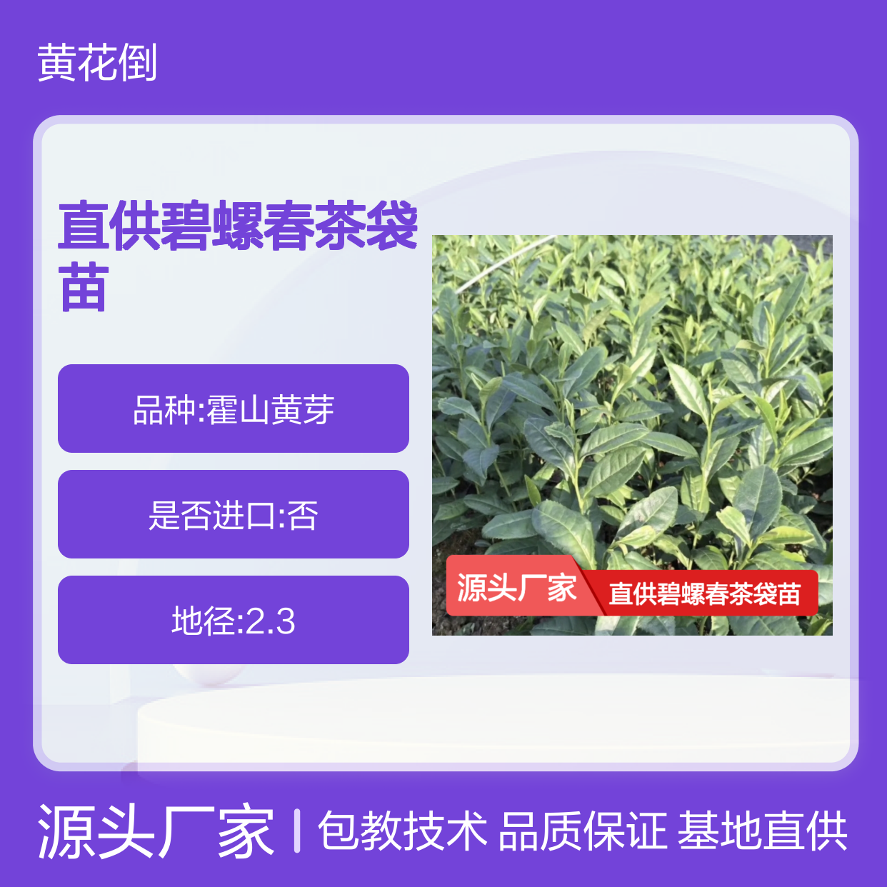 基地直供碧螺春茶袋苗 基地直发包教种植管理技术品质纯正可票