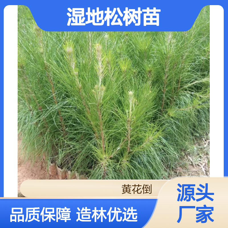 湿地松种植主产区 批发湿地松树苗 湿地松树苗基地