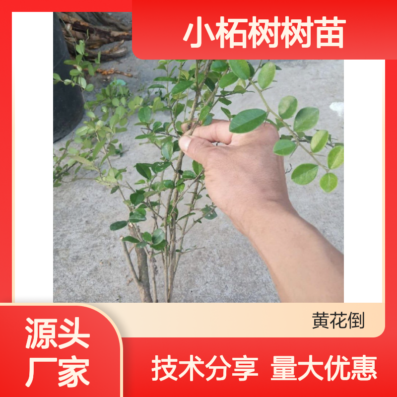 小柘树树苗 苗圃直供 品质优良 根系发达 生命力强
