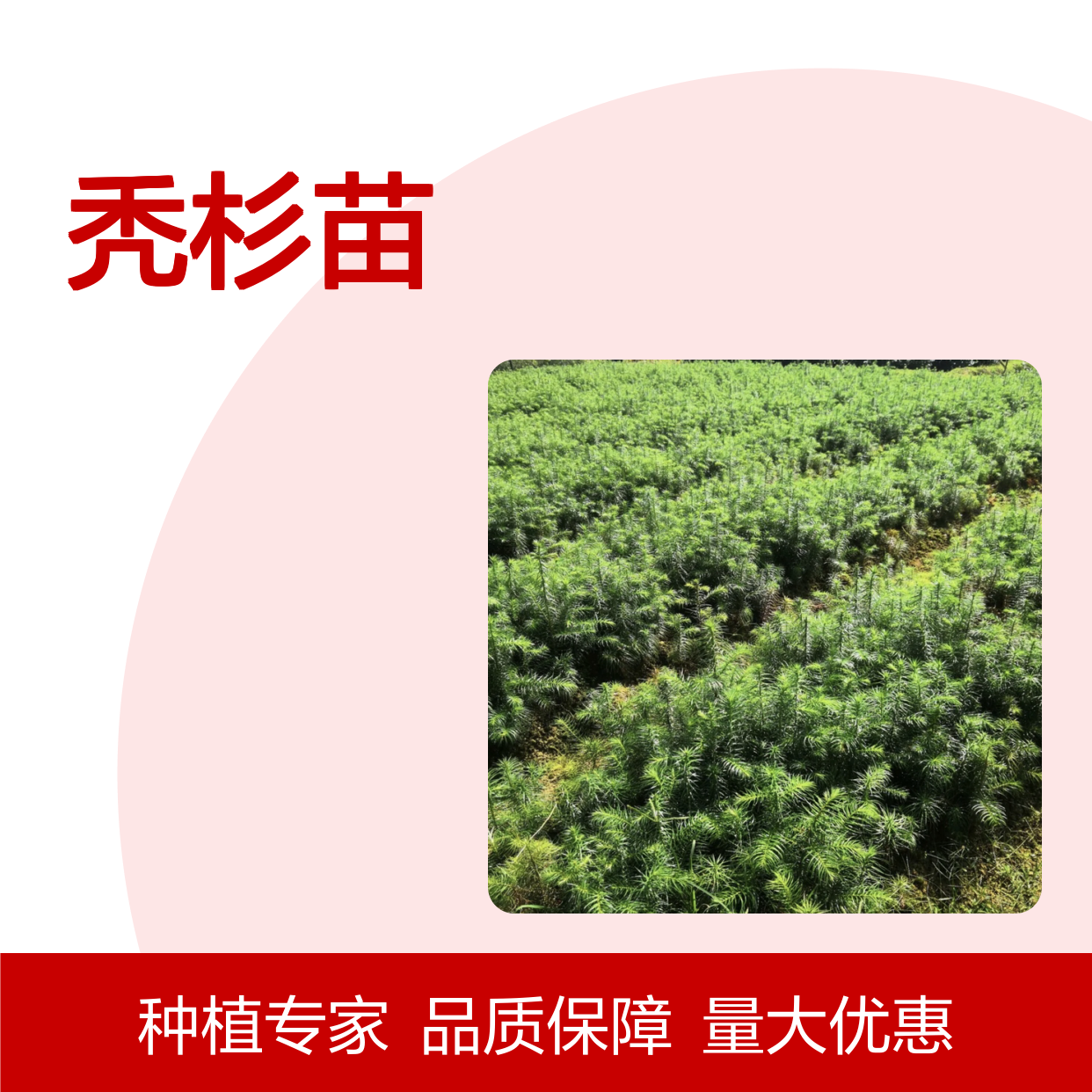 秃杉苗批发 优质乔木树种 秃杉种植区直供 生长快速
