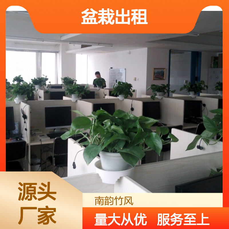 绿植盆栽出租,南韵竹风专业养护品质优 成活率高
