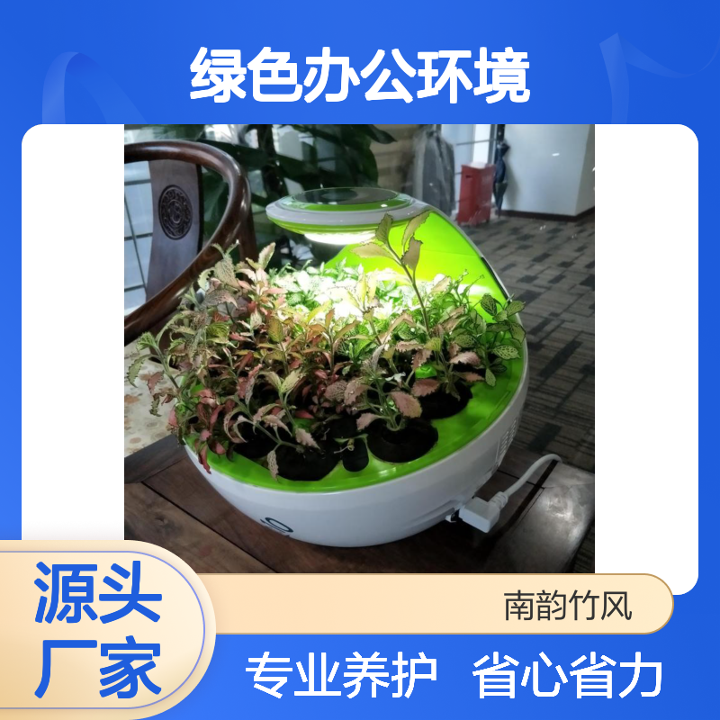 室内绿植租赁 打造绿色办公环境 省心省力 专业养护
