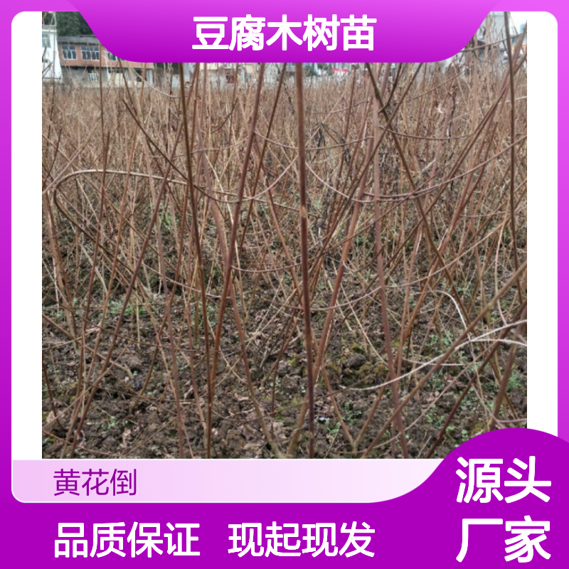 现起现发豆腐木树苗 苗圃产地直供品质保证种植技术分享