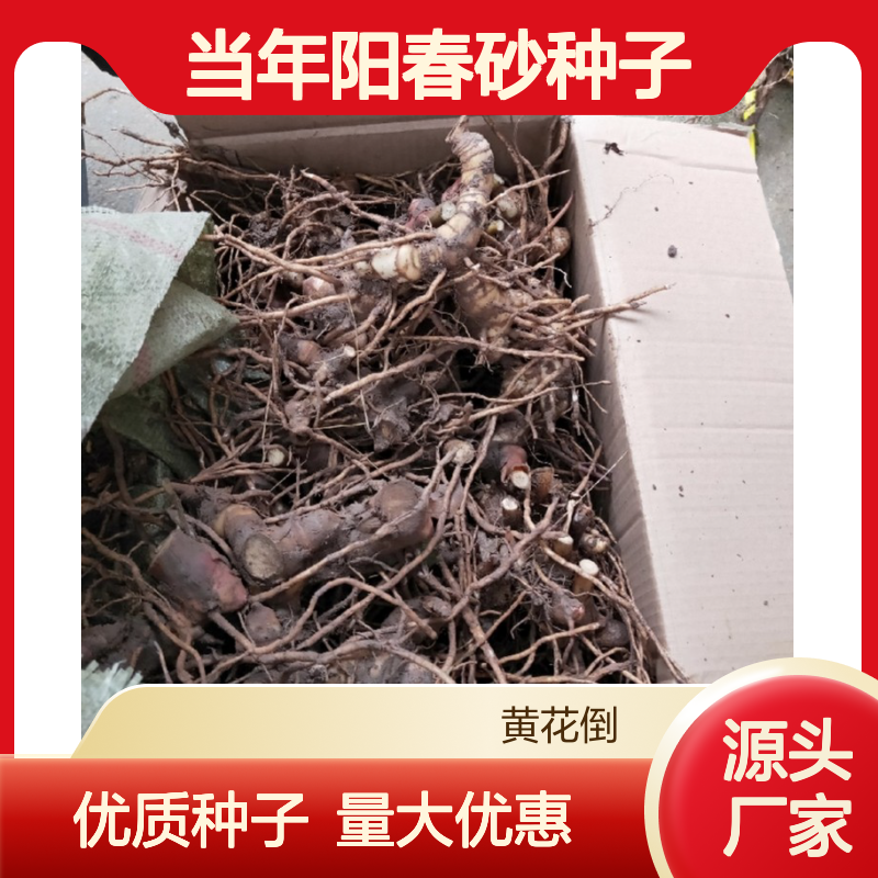 新采收当年阳春砂种子 苗木合作社自营免费技术指导