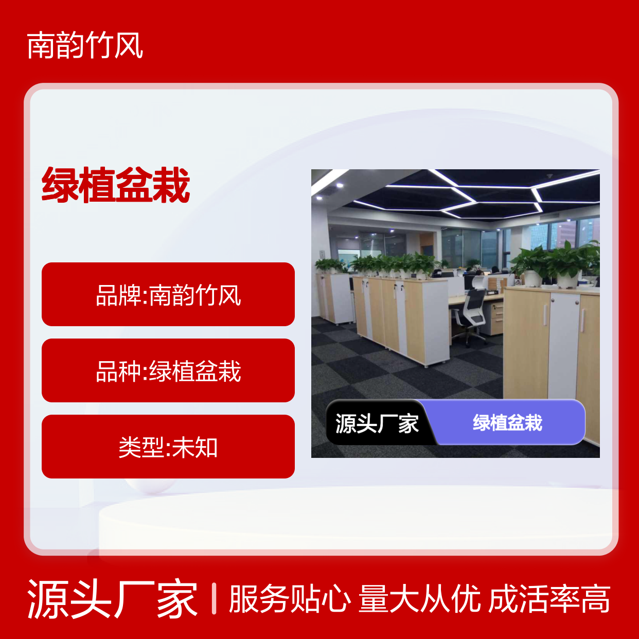 绿植盆栽租赁服务 南韵竹风专业提供 成活率高