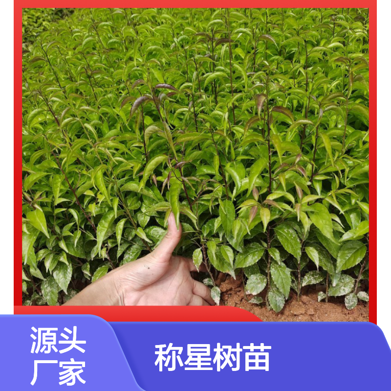 称星树苗 落叶灌木 中药材种植 品质优良 基地直供