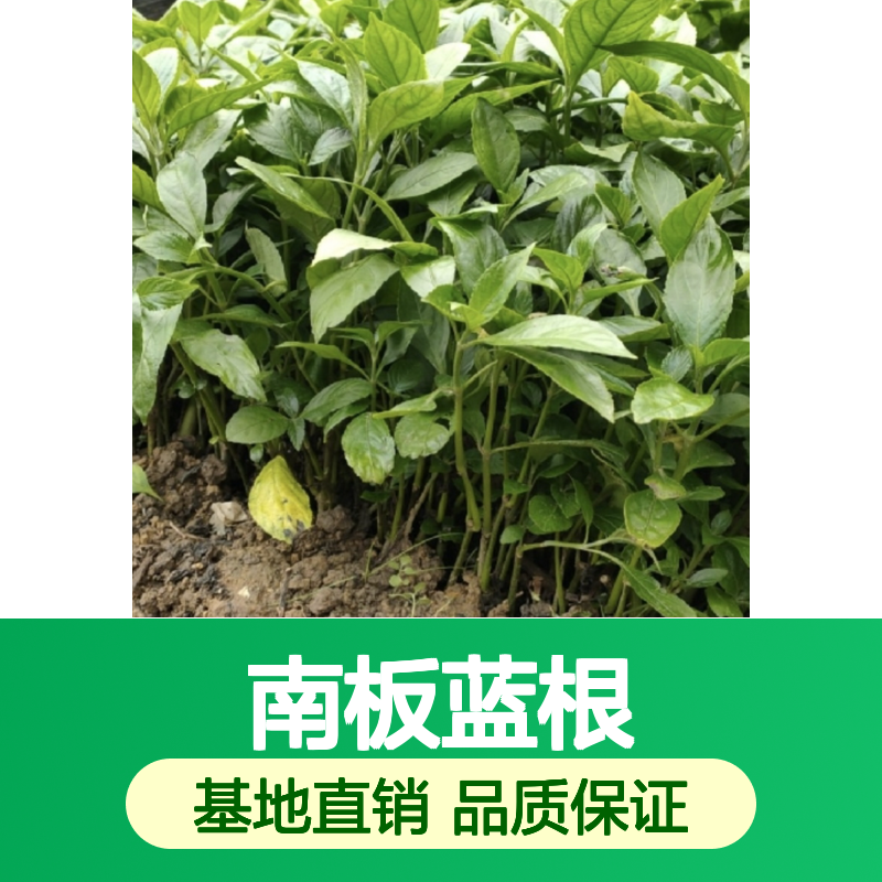 优质南板蓝根种苗 种植基地批发 高产稳产 管理方便