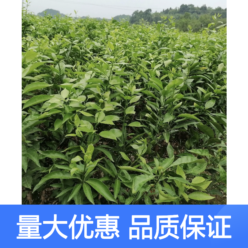红美人柑橘苗 批发种植 果实甜美 品质优良 无核高糖