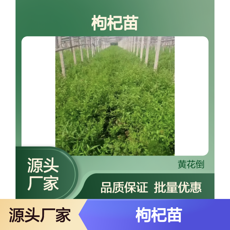 枸杞种植区优质枸杞苗 批量优惠成活高 供货稳定