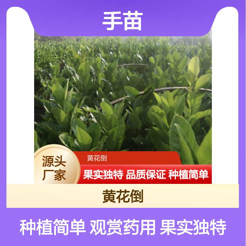 广佛手苗 批发种植 观赏食用皆宜 果实独特 技术成熟