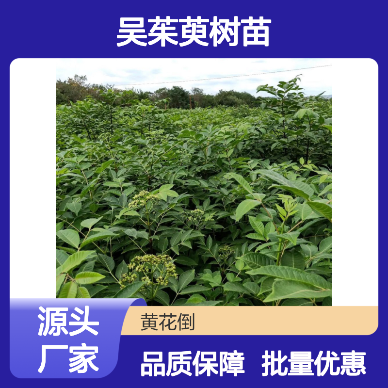 吴茱萸树苗 批发种植 园艺优选 易于管理 分蘖力强